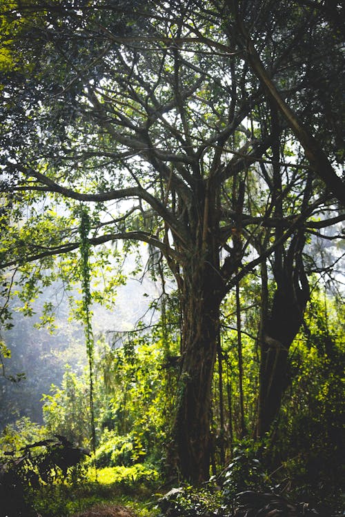 Árvores Verdes