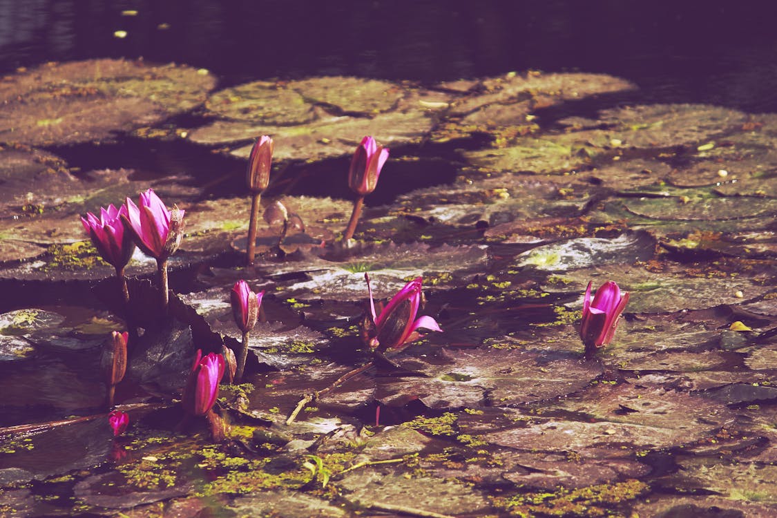 Foto profissional grátis de água, flor cor-de-rosa, flor rosa