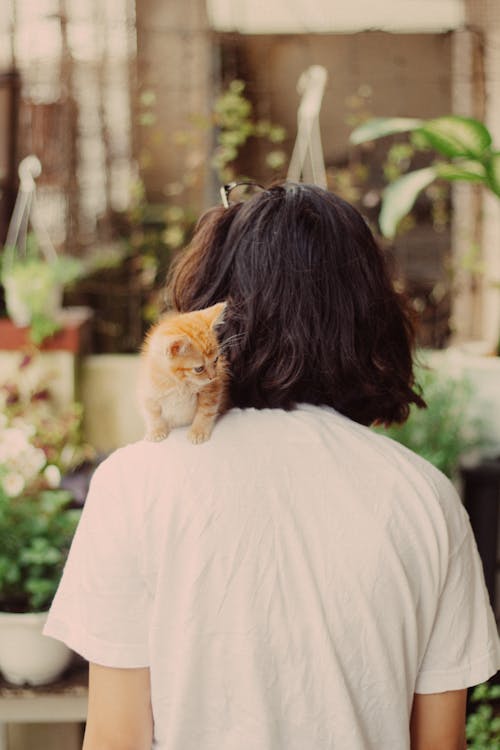 Kitten In Woman's Shoulder