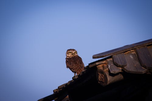 アナホリフクロウ, ルーフ, 動物の写真の無料の写真素材