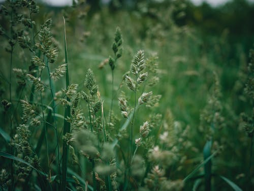 Green Offspring Meadow