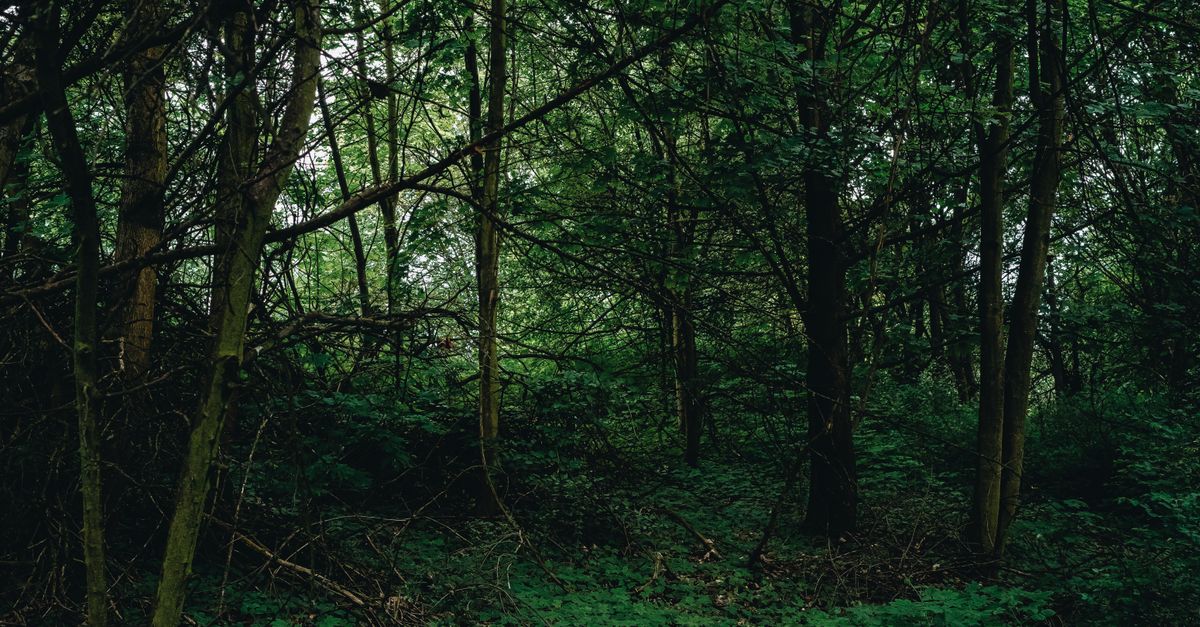 Bushes In Forest Green Plants, Bushes and Trees in Forest · Free Stock Photo