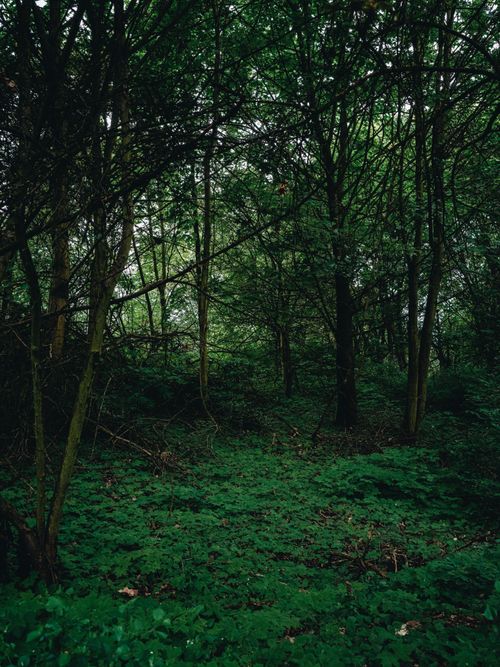 Free A serene forest scene filled with lush greenery and tall trees creating a tranquil atmosphere. Stock Photo