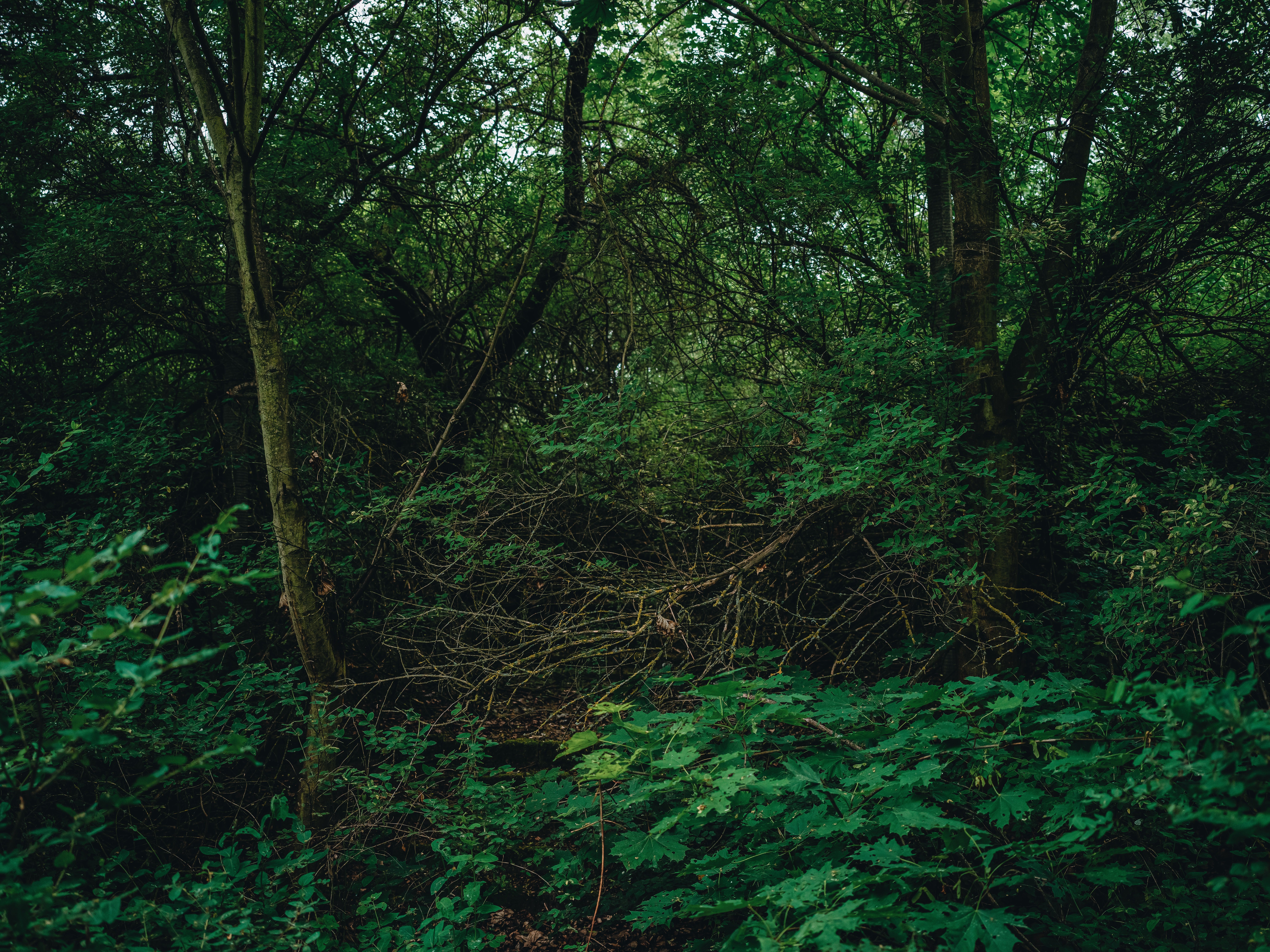 Explore the serene beauty of a dense green forest with lush foliage and towering trees.