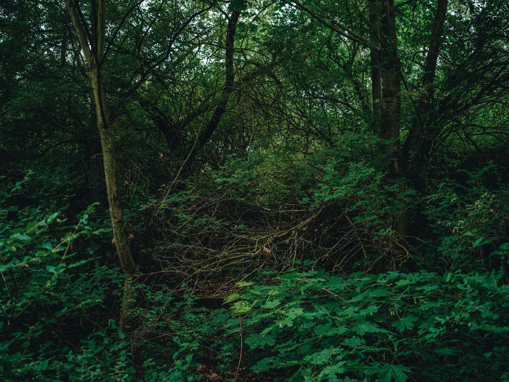 Explore the serene beauty of a dense green forest with lush foliage and towering trees.
