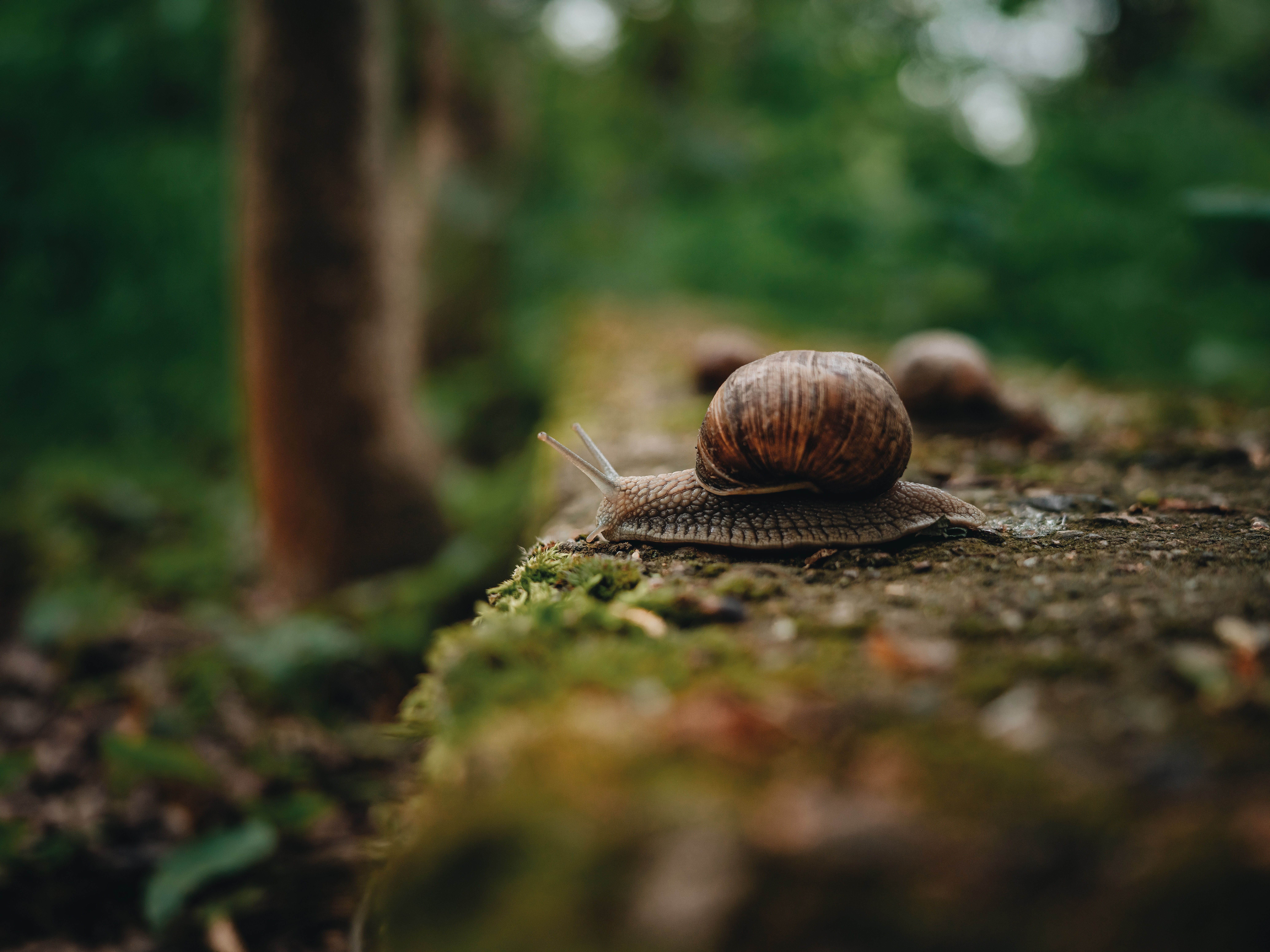 Escargot dans un jardin avec gouttelettes de bave brillantes sur sa coquille