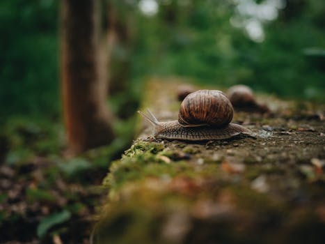 A detailed close-up of a garden snail crawling on a moss-covered surface in nature.