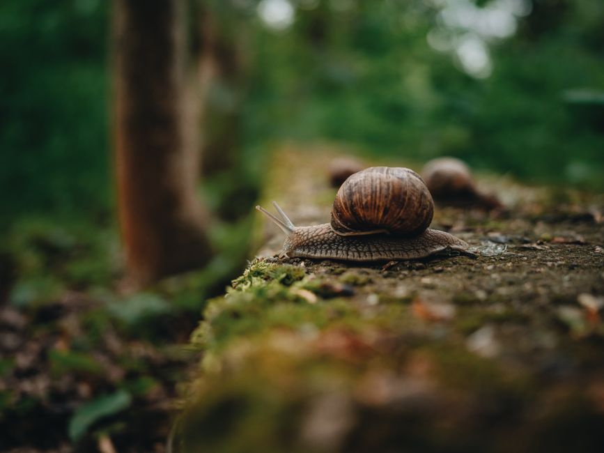 Escargot dans un jardin avec gouttelettes de bave brillantes sur sa coquille