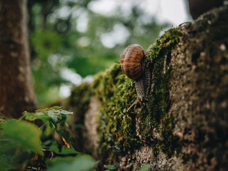A snail climbing a moss-covered tree trunk in a lush forest setting, captured with fine detail.