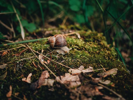 A close-up view of a garden snail on a lush, moss-covered forest ground, surrounded by leaves.