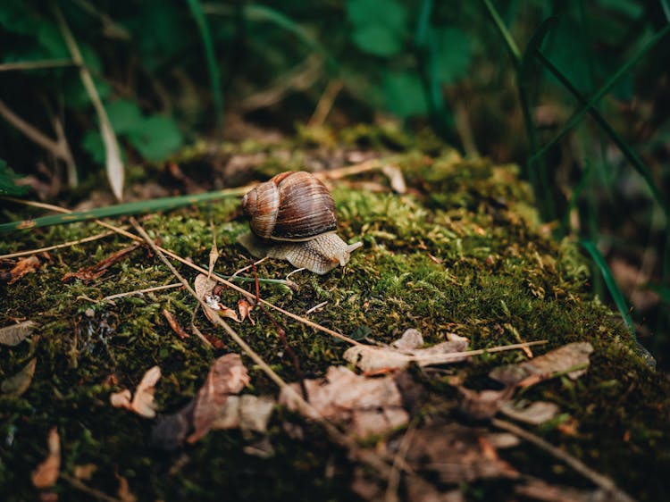 Close Up Of Snail On Ground