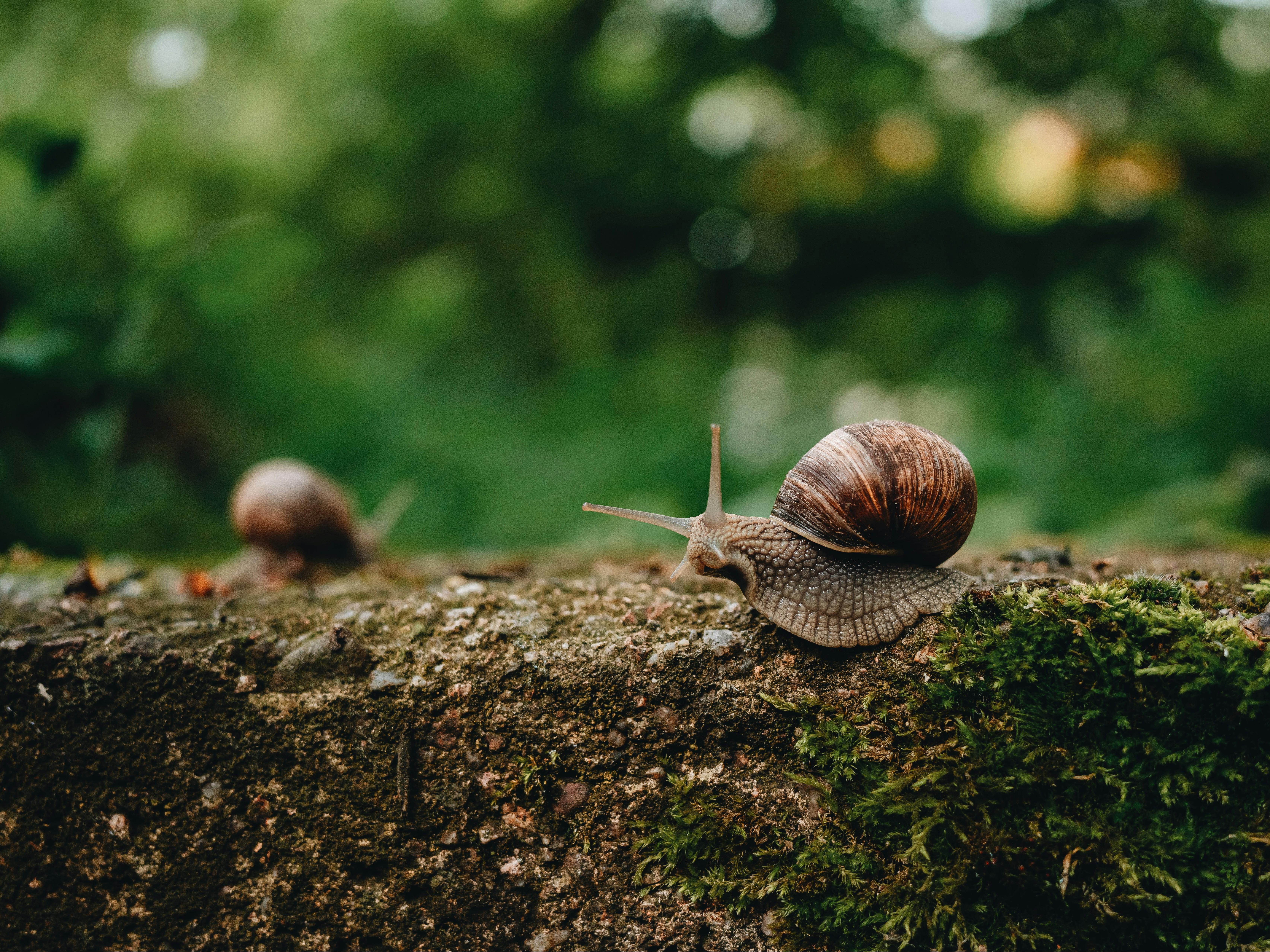 A detailed close-up of a snail crawling on moss in its natural outdoor habitat.