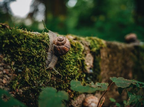 A snail gracefully moving on a mossy log in a vibrant forest setting, showcasing nature's beauty.