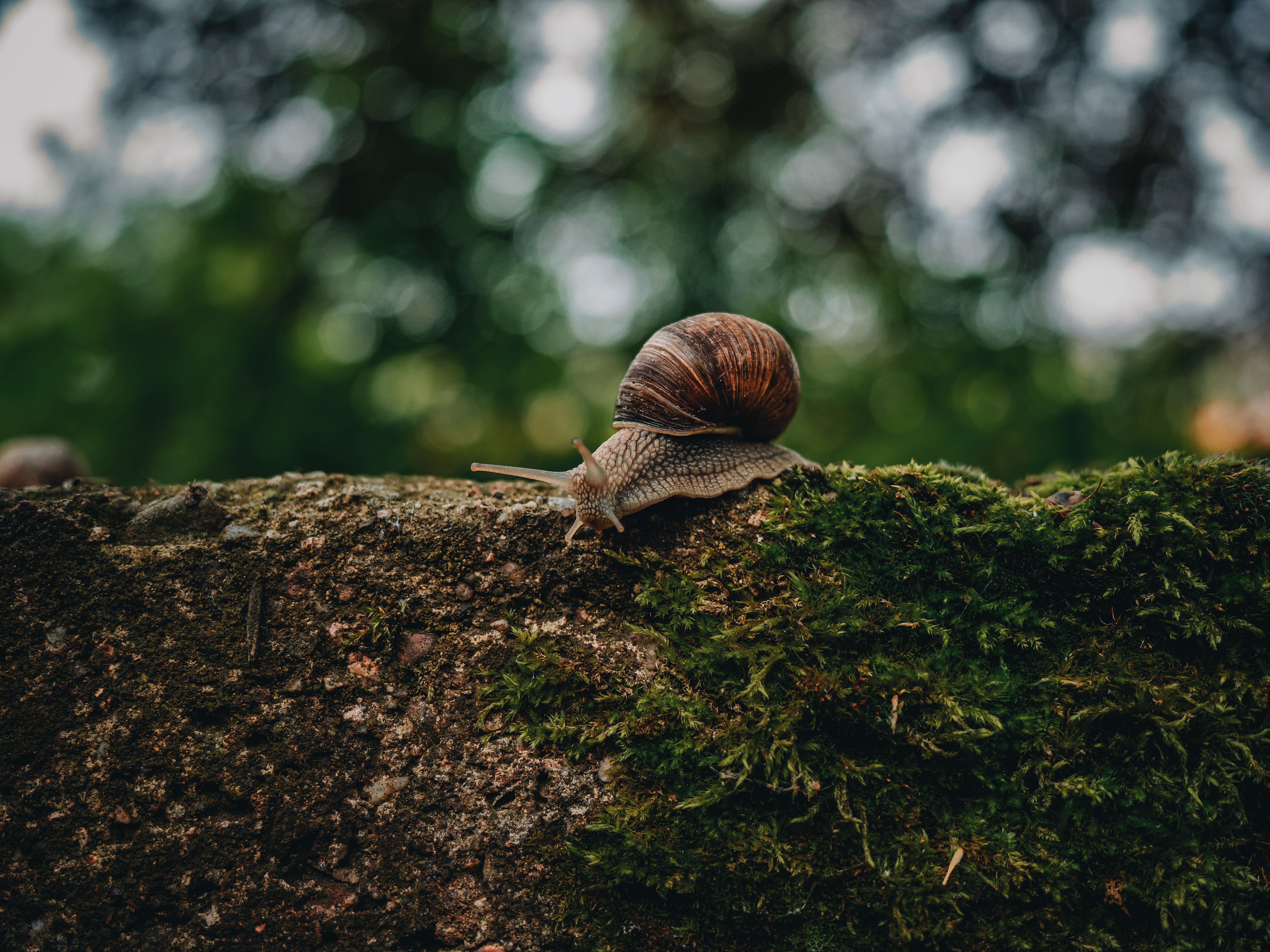 Snail in Nature · Free Stock Photo