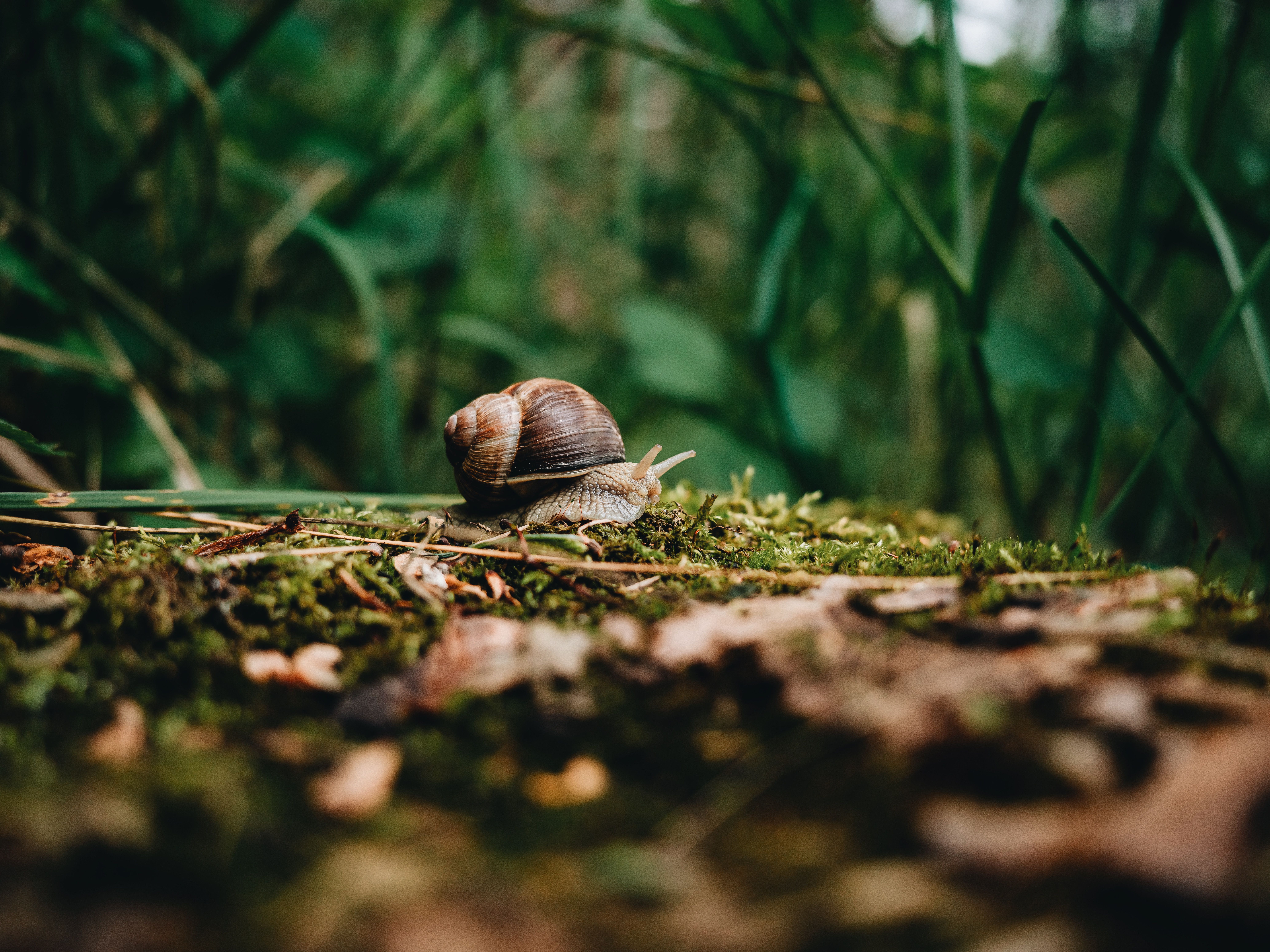 snail animal yes no