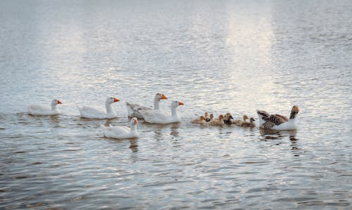 Ducks and Ducklings Swimming