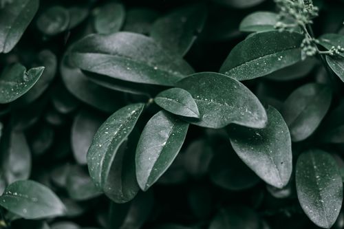 Free Close-up of lush green leaves with dew drops, showcasing natural beauty and tranquility. Stock Photo