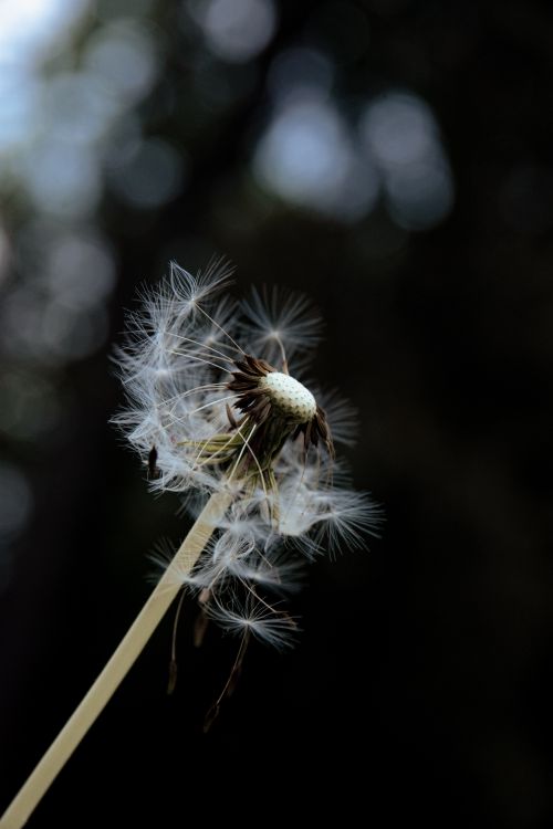 Free Capture of a dandelion head with seeds dispersing, set against a blurred background, evoking the essence of nature. Stock Photo