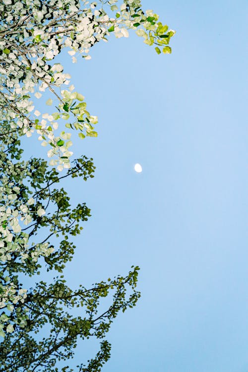 Fotos de stock gratuitas de cielo limpio, foto de ángulo bajo, Luna