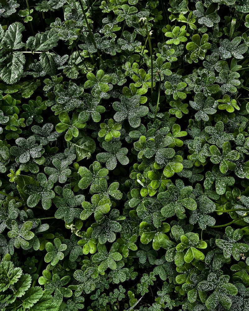 Trefoil Photos, Download The BEST Free Trefoil Stock Photos & HD Images
