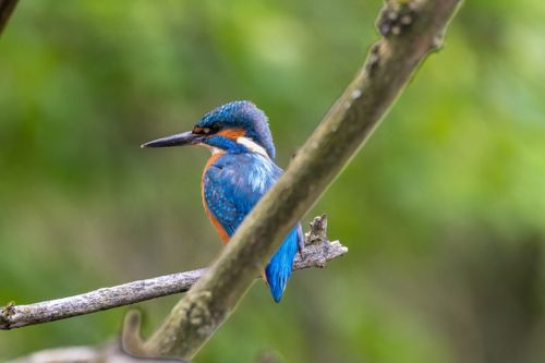 Free A striking kingfisher perched on a branch with a blurred green background. Stock Photo