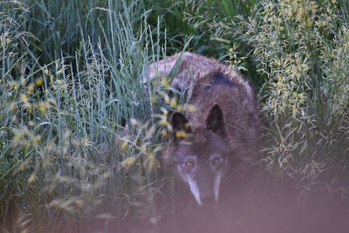 Волк прячется в траве