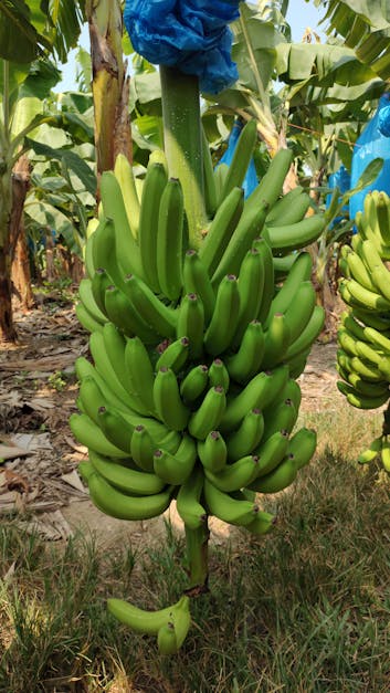 Bunch of bananas on the plant – License image – 693890 ❘ Image