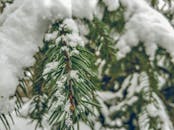 白雪覆盖的松枝特写，捕捉冬日神韵