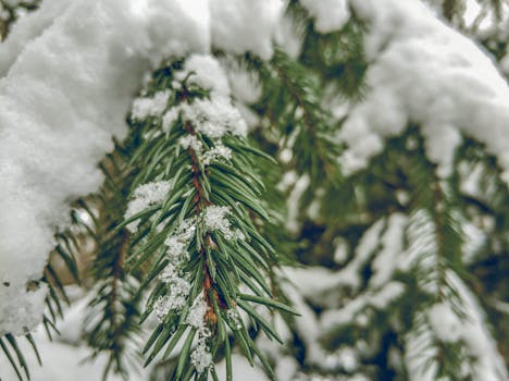 白雪覆盖的松枝特写，捕捉冬日神韵