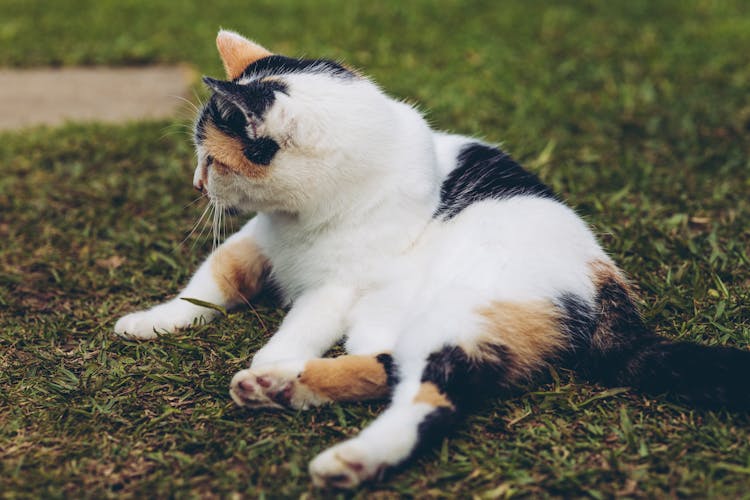 Cat Lying Down On Ground