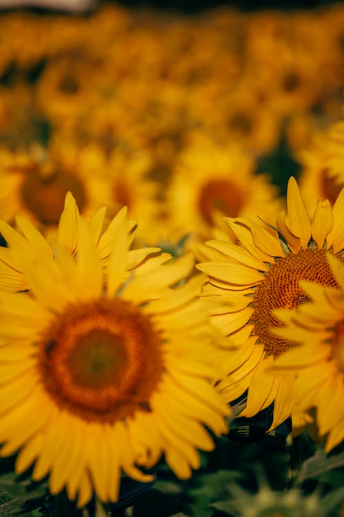 Yellow Sunflowers Flowers