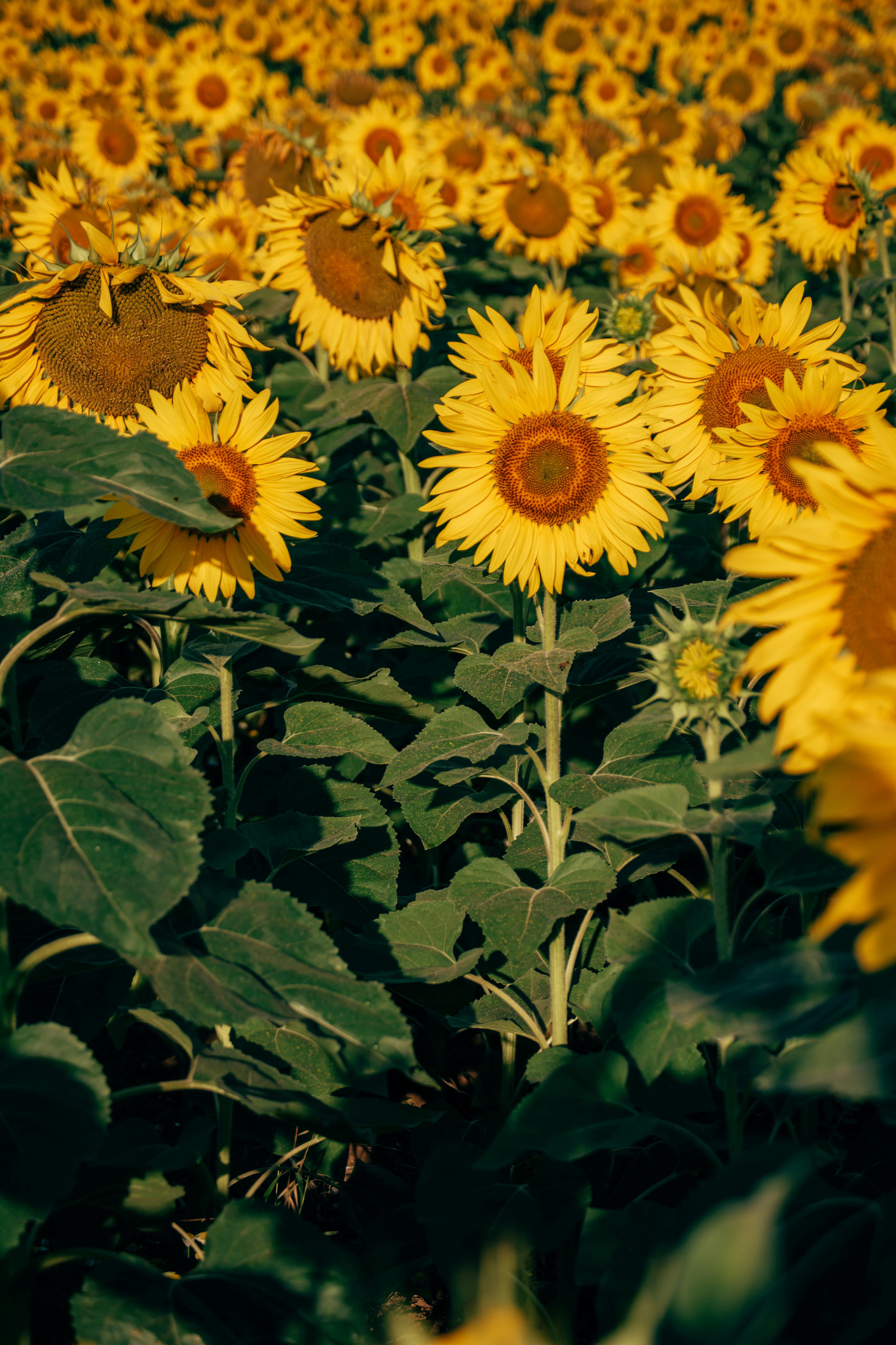 A lush sunflower field basking in daylight, perfect as a nature-themed wallpaper.