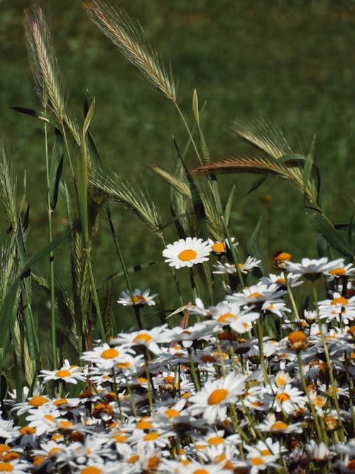 Gratis arkivbilde med blomster, blomstre, eng