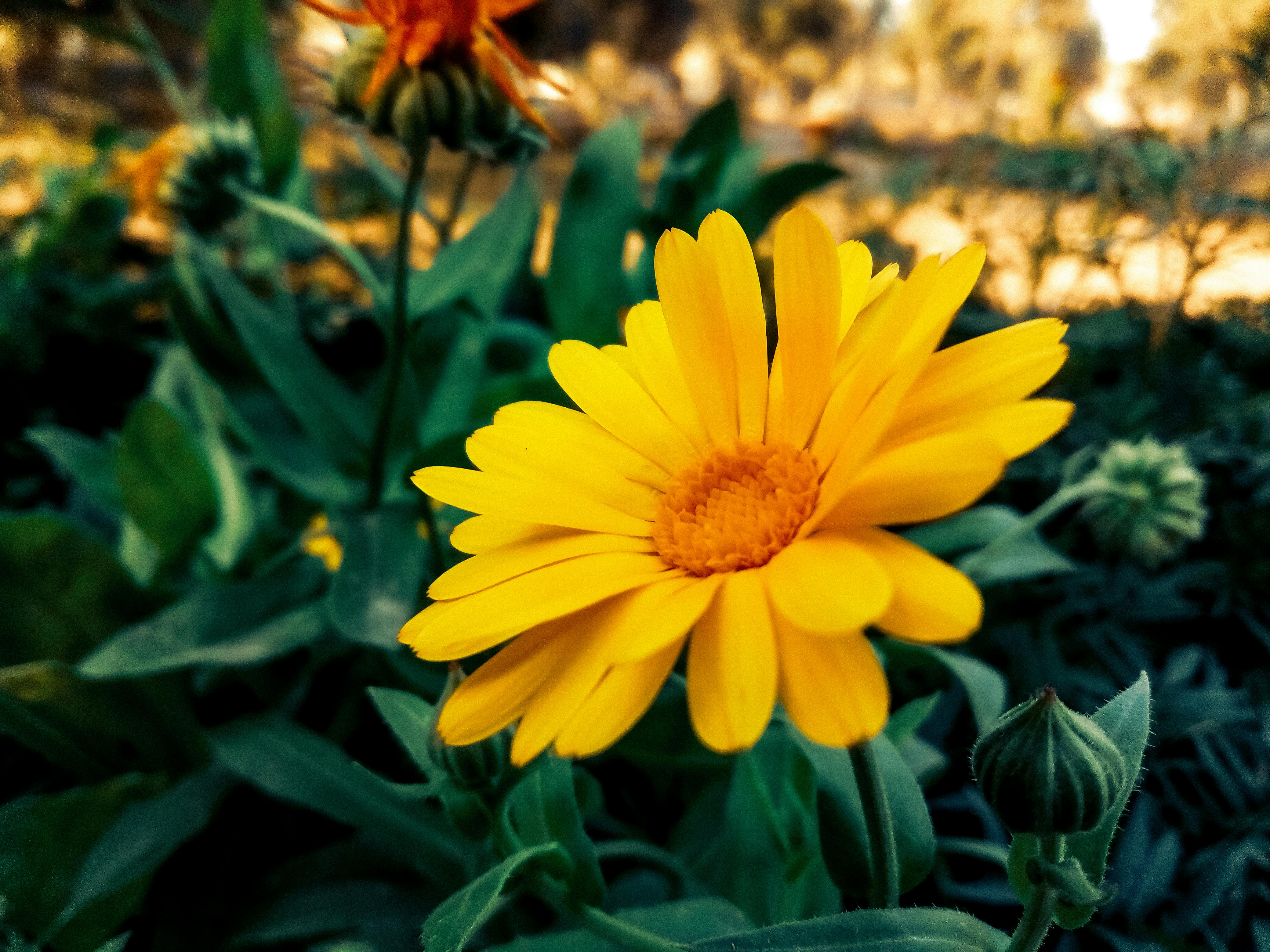 Free Stock Photo Of Lovely Sunflower