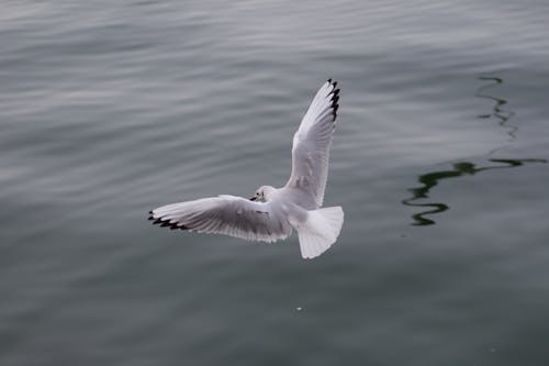 Foto profissional grátis de fotografia, gaivotas, pássaro voando