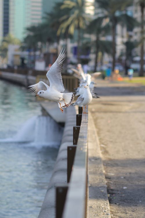 Foto profissional grátis de gaivota, palavra, passarinhos
