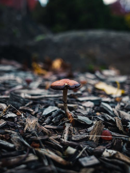 Gratis stockfoto met detailopname, fungus, natuur