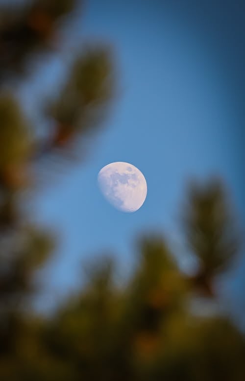 Selective Focus of a Moon and Tree Branches 