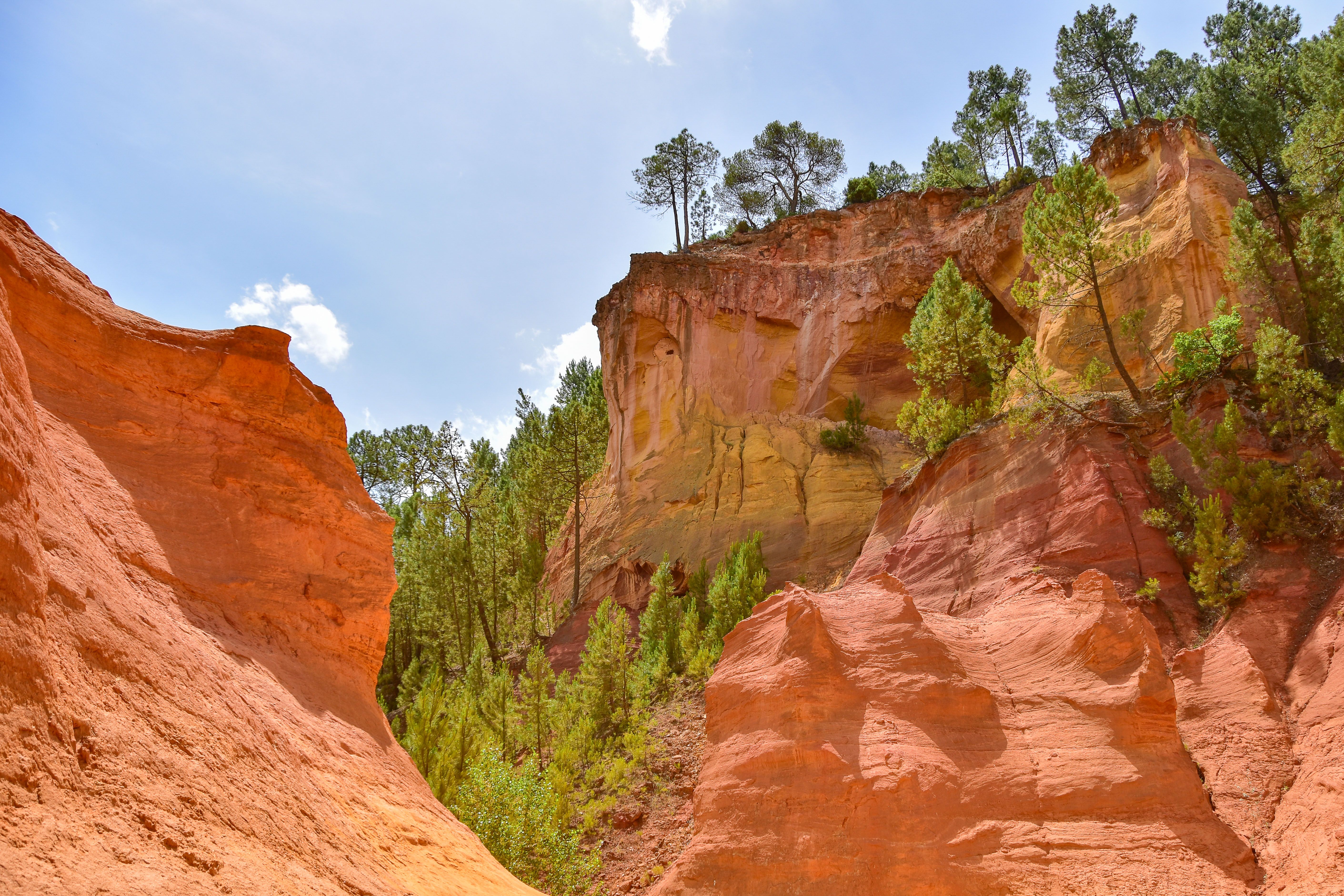 Ochre cliff face above a stand of pines — photo by christine roy on Pexels