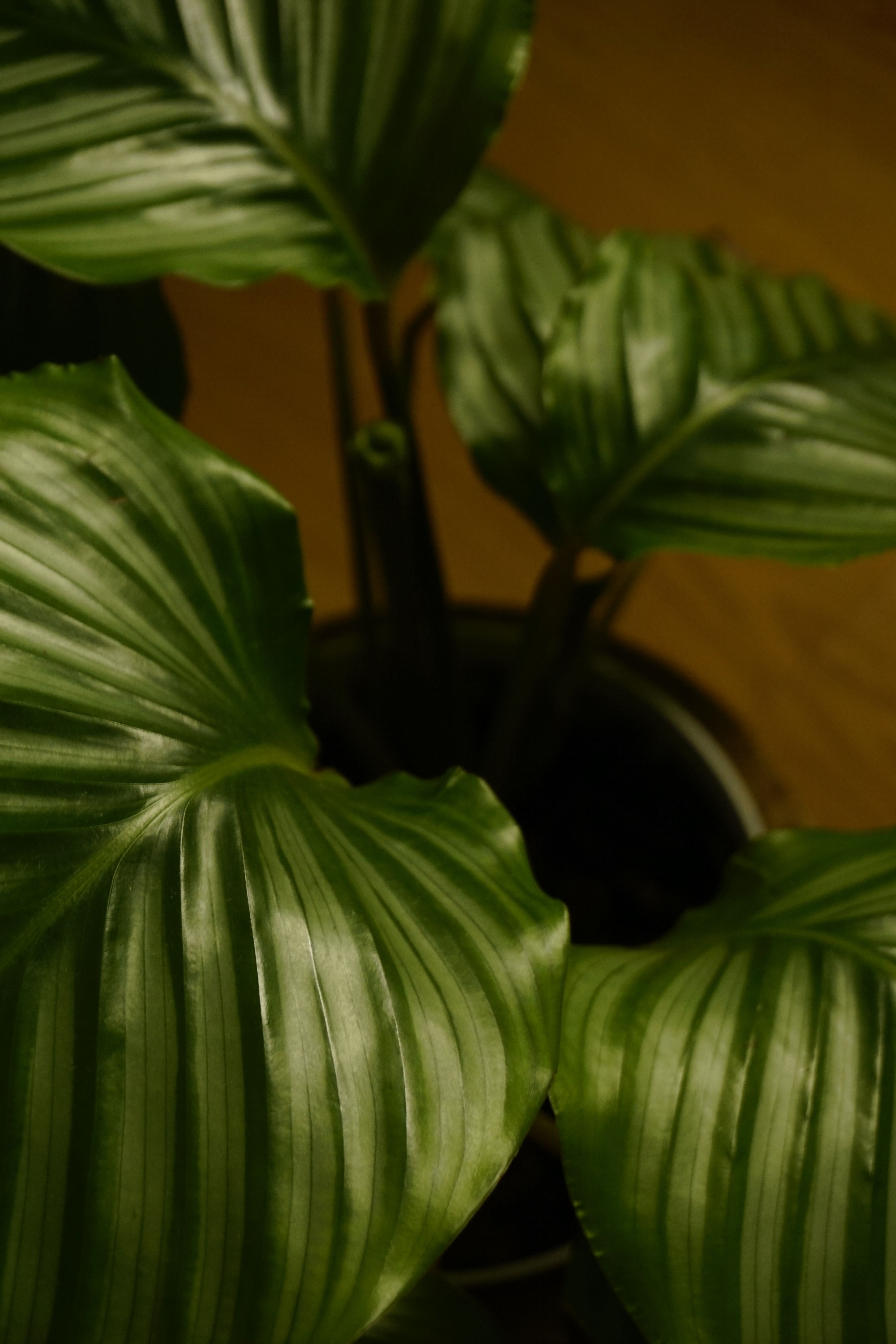 grátis Foto profissional grátis de beleza natural, calathea, calathea orbifolia Foto profissional