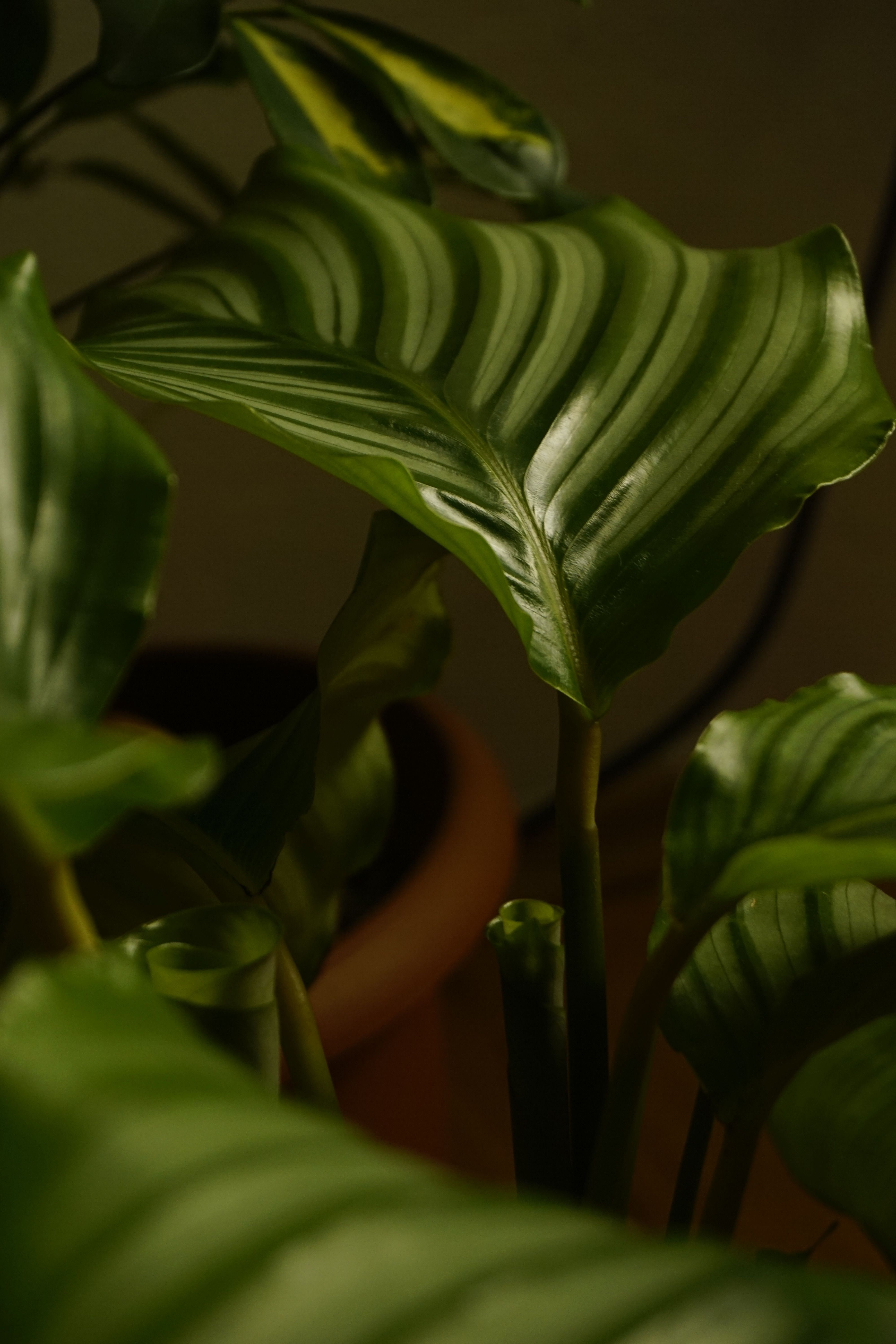 grátis Foto profissional grátis de amante de plantas, beleza natural, calathea Foto profissional