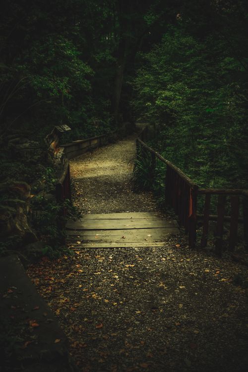 Free Tranquil forest boardwalk pathway surrounded by lush trees, ideal for peaceful nature walks. Stock Photo
