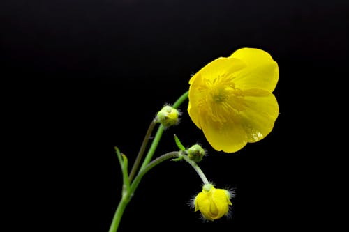 คลังภาพถ่ายฟรี ของ ranunculus acris, การเจริญเติบโต, ความคมชัด