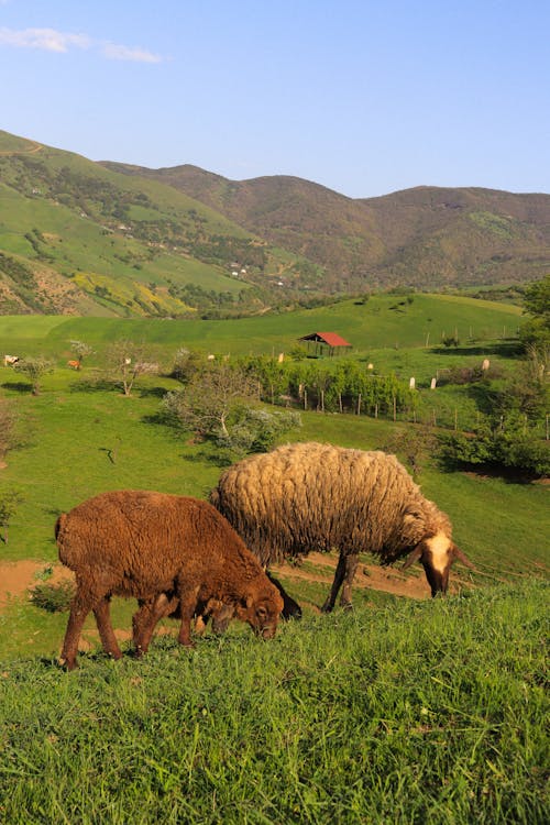 çayır, çiftlik hayvanları, dikey atış içeren Ücretsiz stok fotoğraf