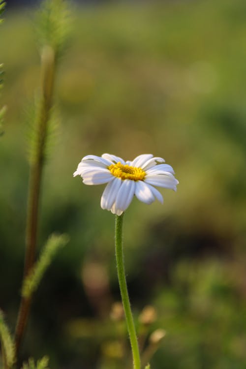 Foto d'estoc gratuïta de enfocament selectiu, flor, fons de pantalla per al mòbil