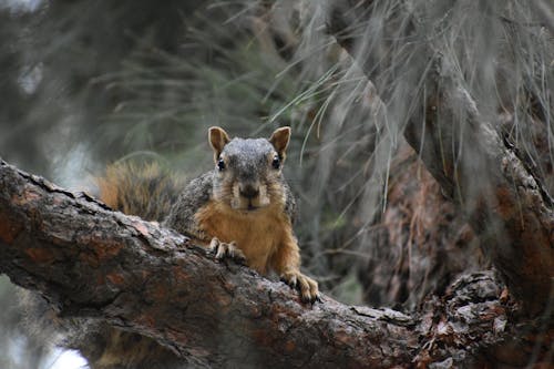 Foto profissional grátis de animais selvagens, animal, esquilo