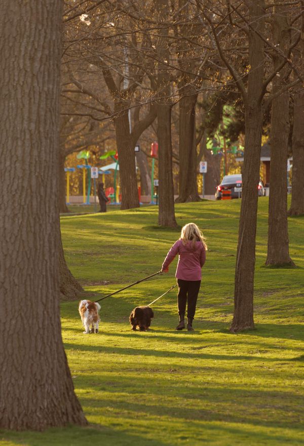 Professional Dog Walking Services in Blackheath
