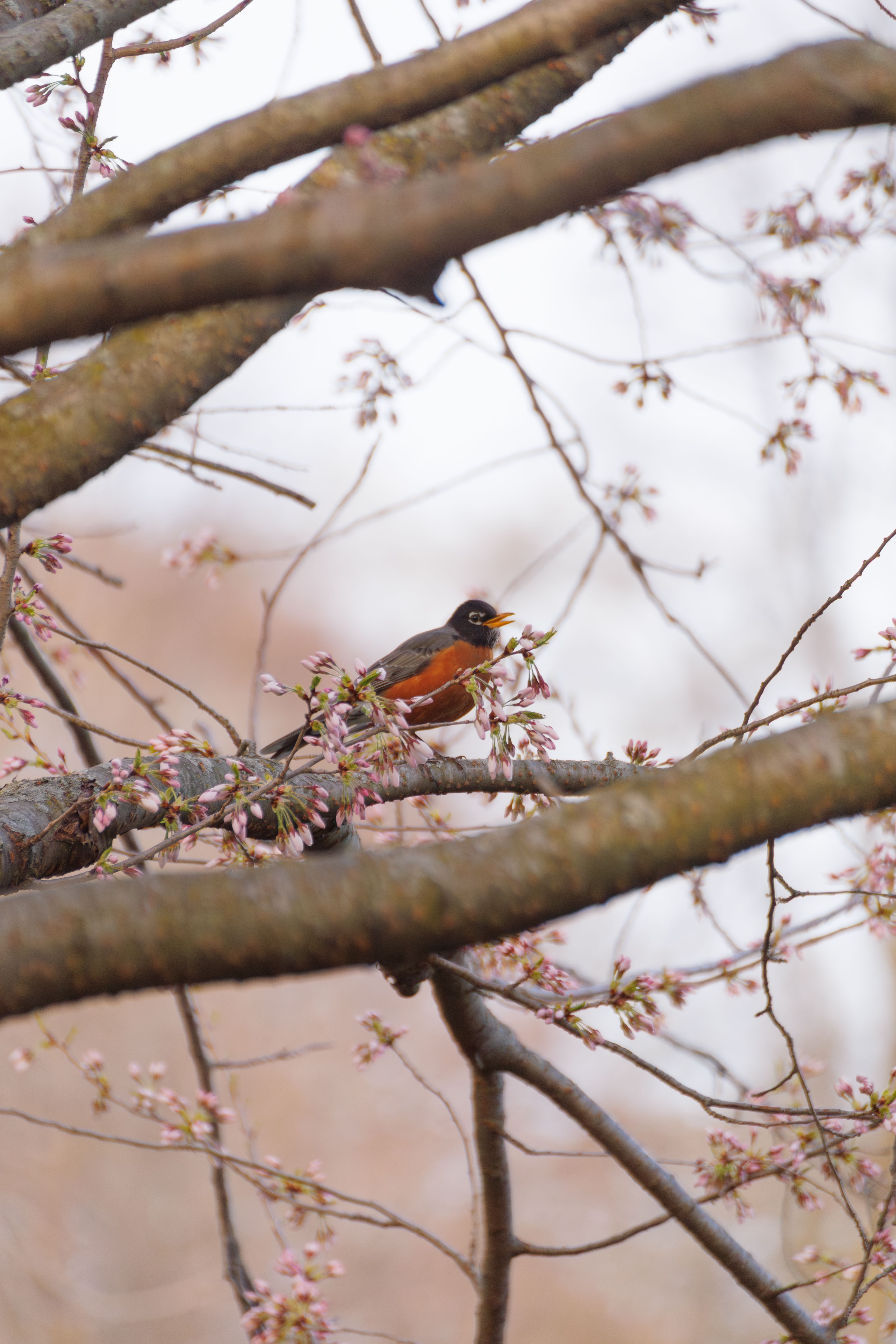 American Robin Photos, Download The BEST Free American Robin Stock ...