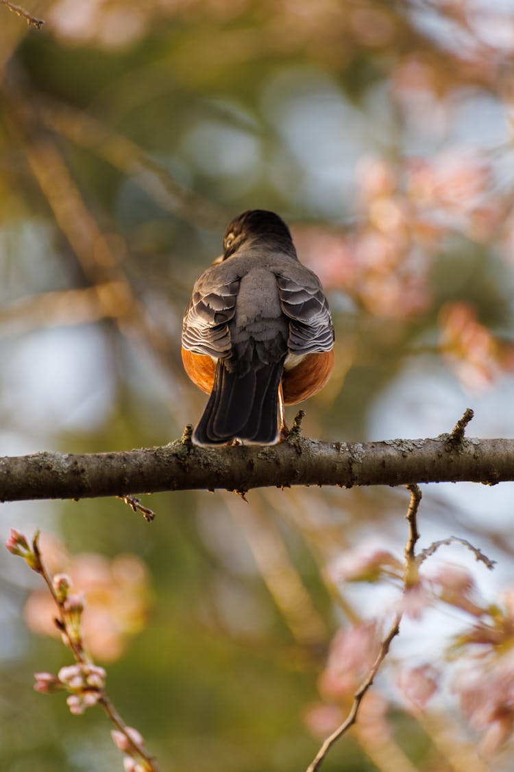 Back View Of American Robin Perched On A Tree Branch