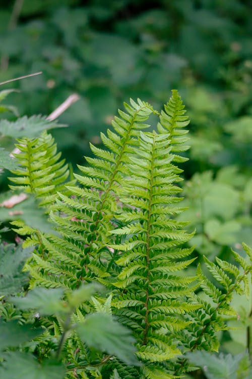 Ferns Growing out of the Forest Foliage